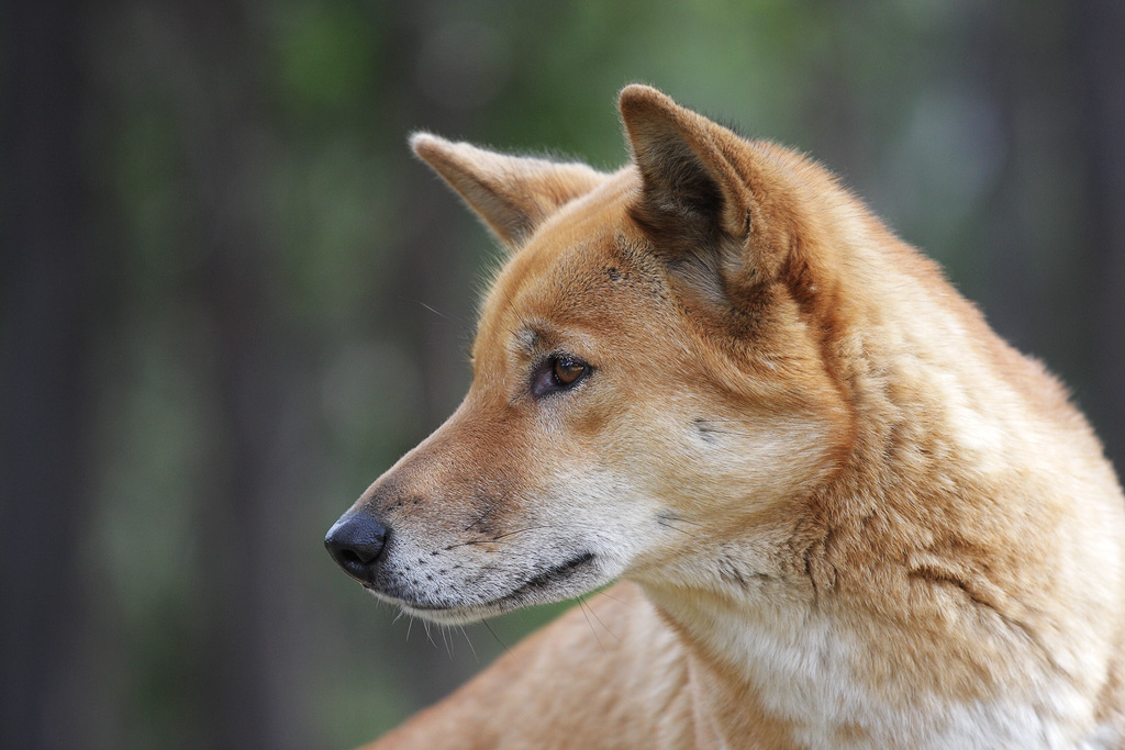 domesticated dingo