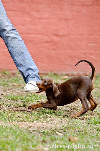 puppy biting foot