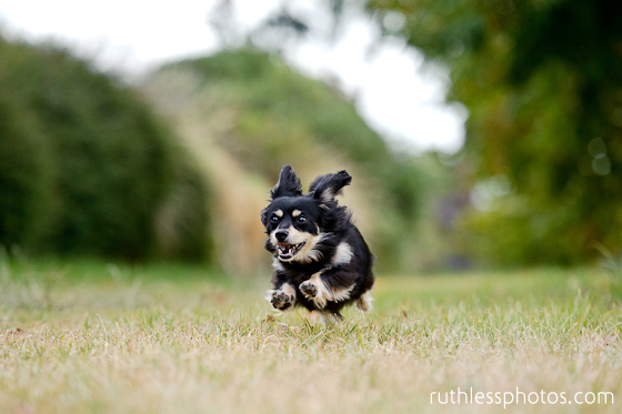 Small back and tan crossbred dog running towards camera.