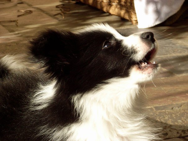 Border collie puppy store barking