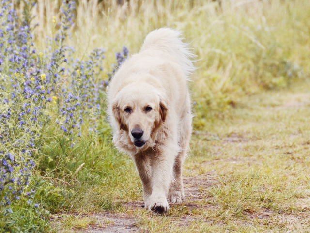 Golden retriever, walking next to flowers and towards camera.