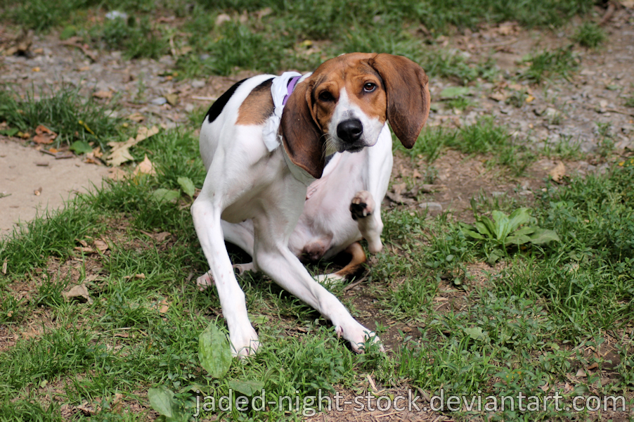 Leggy beagle / hound type dog scratching.