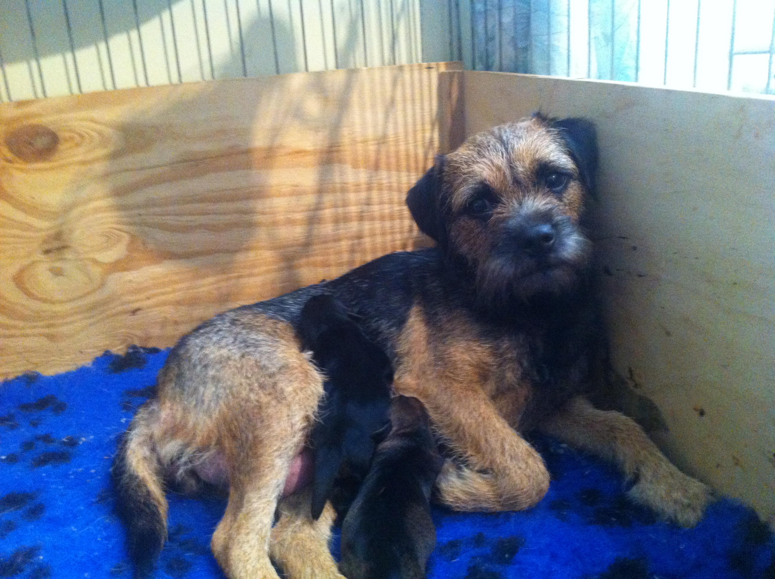 Blue and tan border terrier bitch with a litter of puppies.