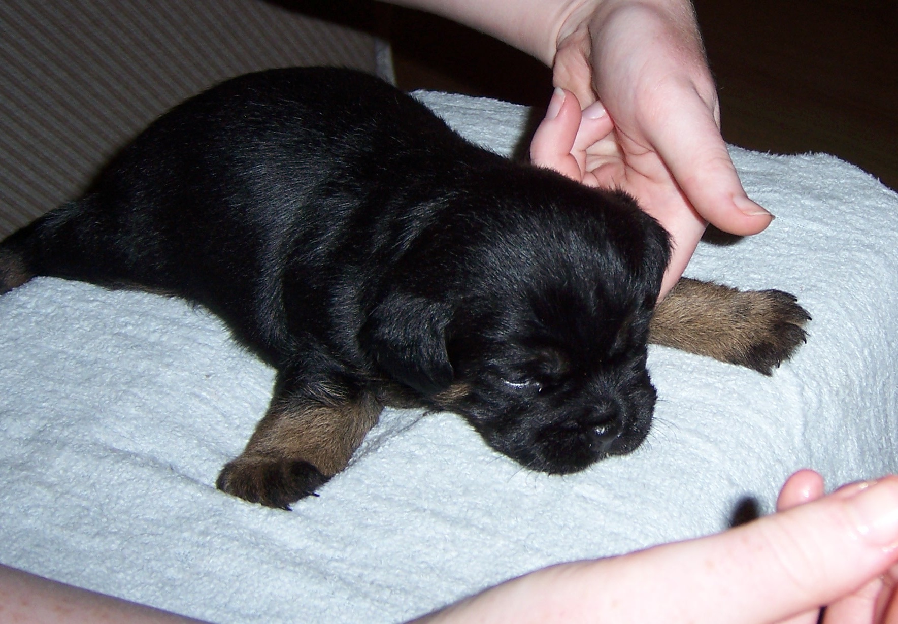 This is the swimmer puppy we had in our 2010 litter. He was born with some signs of being a swimmer. You can see that his legs stick out to the side instead of underneath or in front of him. Unfortunately, his condition was not recognised until a week later - but he still was walking normally by 8 weeks, and is not recognisable as a swimmer today.