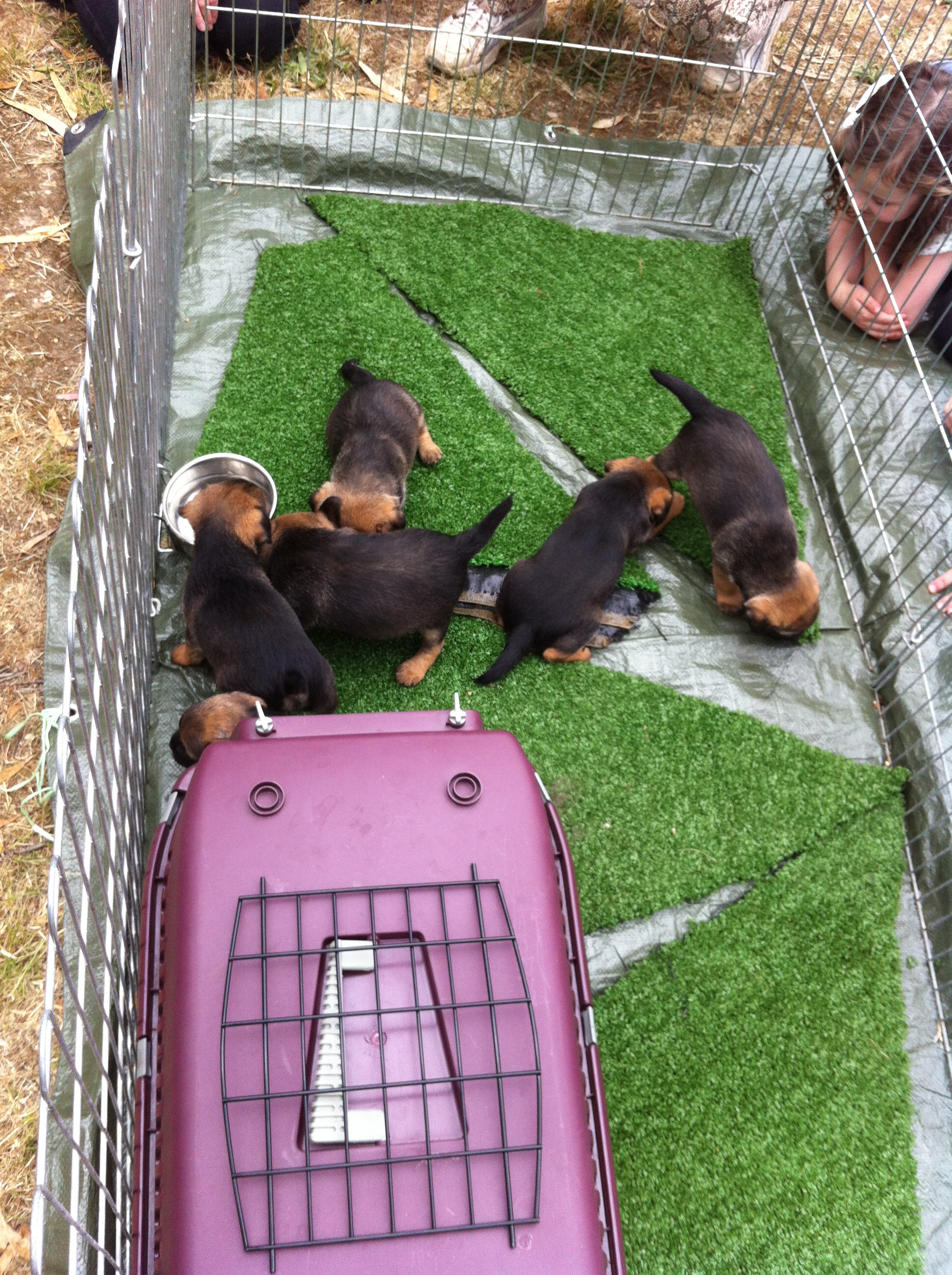 Puppies in a pen with a child peering in.