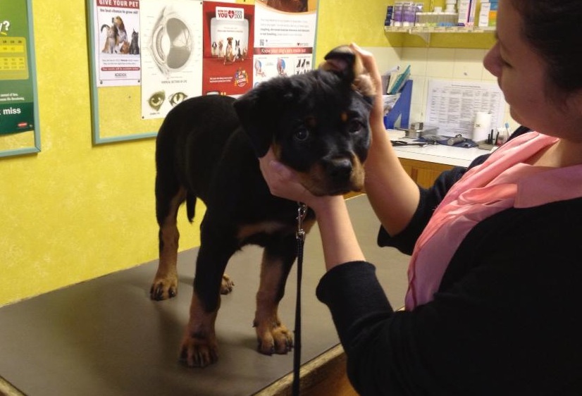 Rottweiler puppy on vet table having a check up.