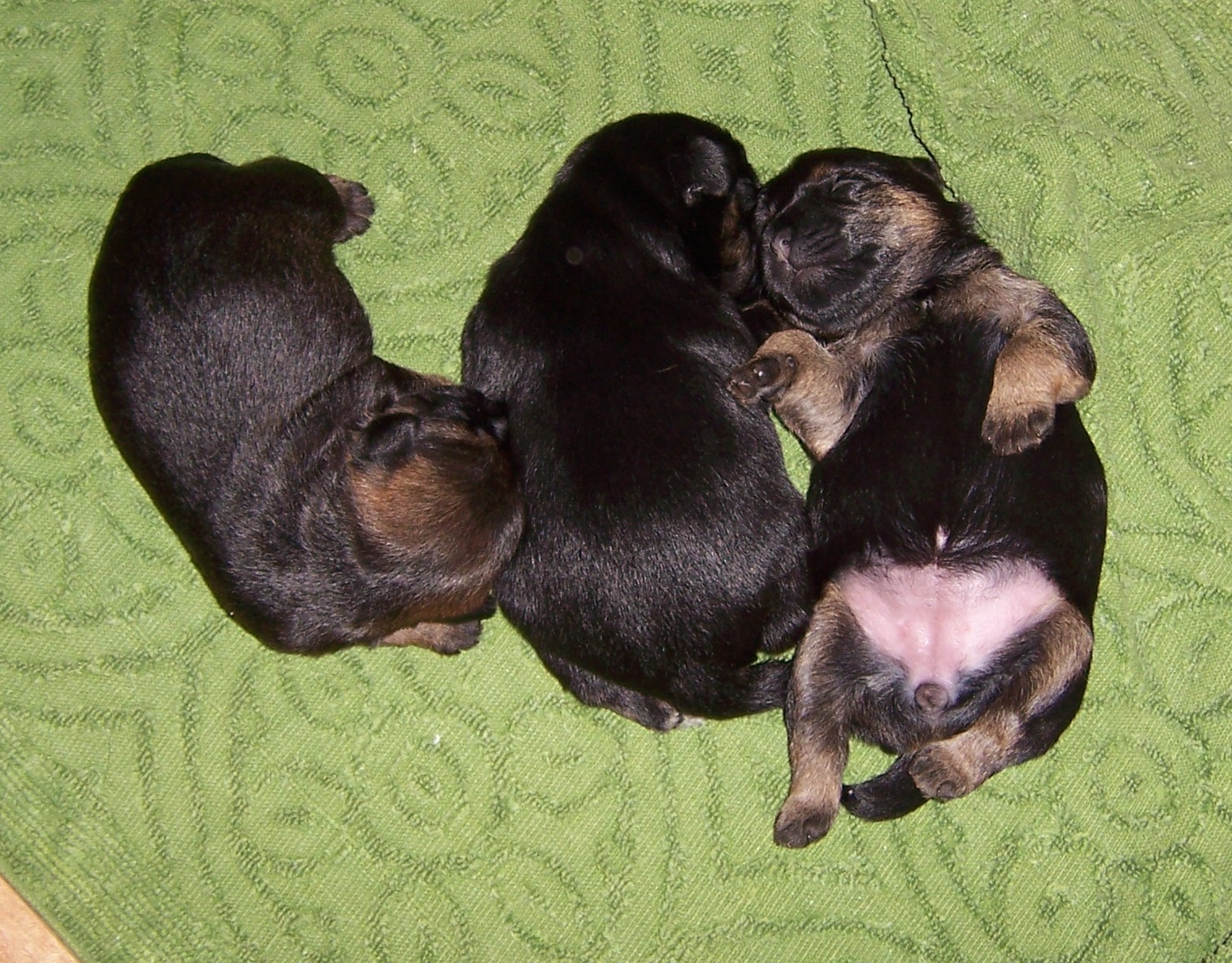 Our first litter, born in 2010.