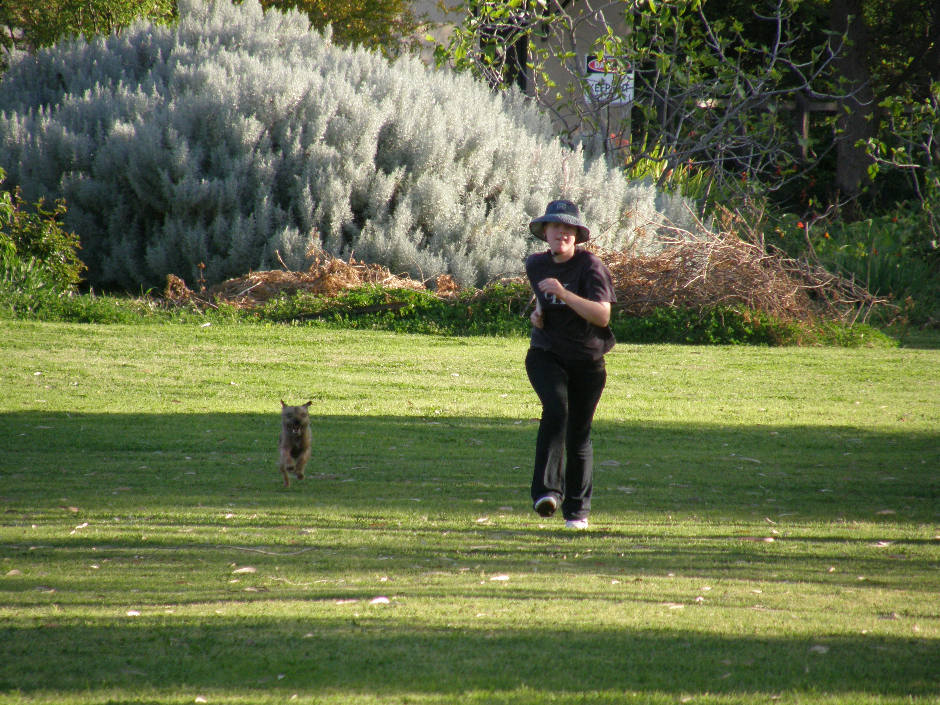 Border terrier and young woman running in large paddock with bushes behind them.