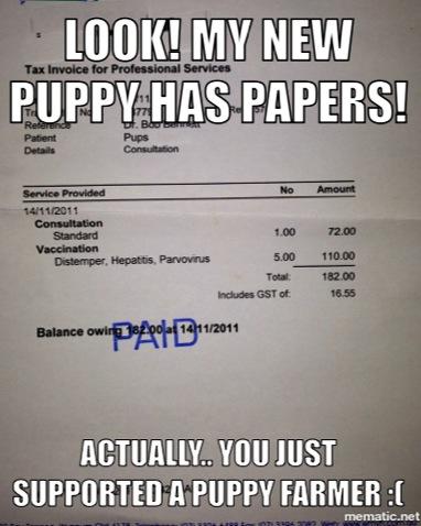 purebred dog papers