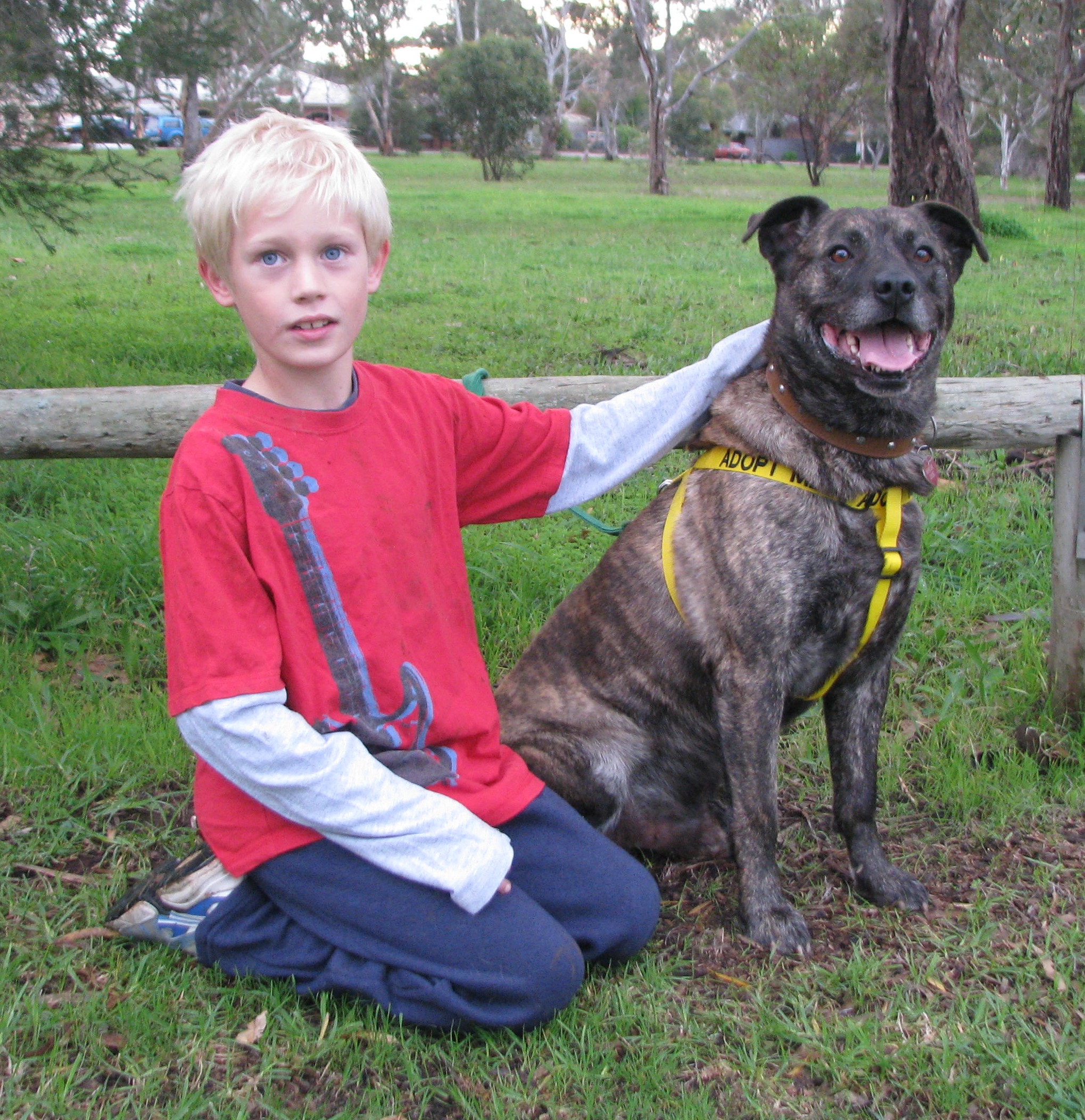 Young boy sitting with a large brindle mastiff x kelpie bull breed type dog.