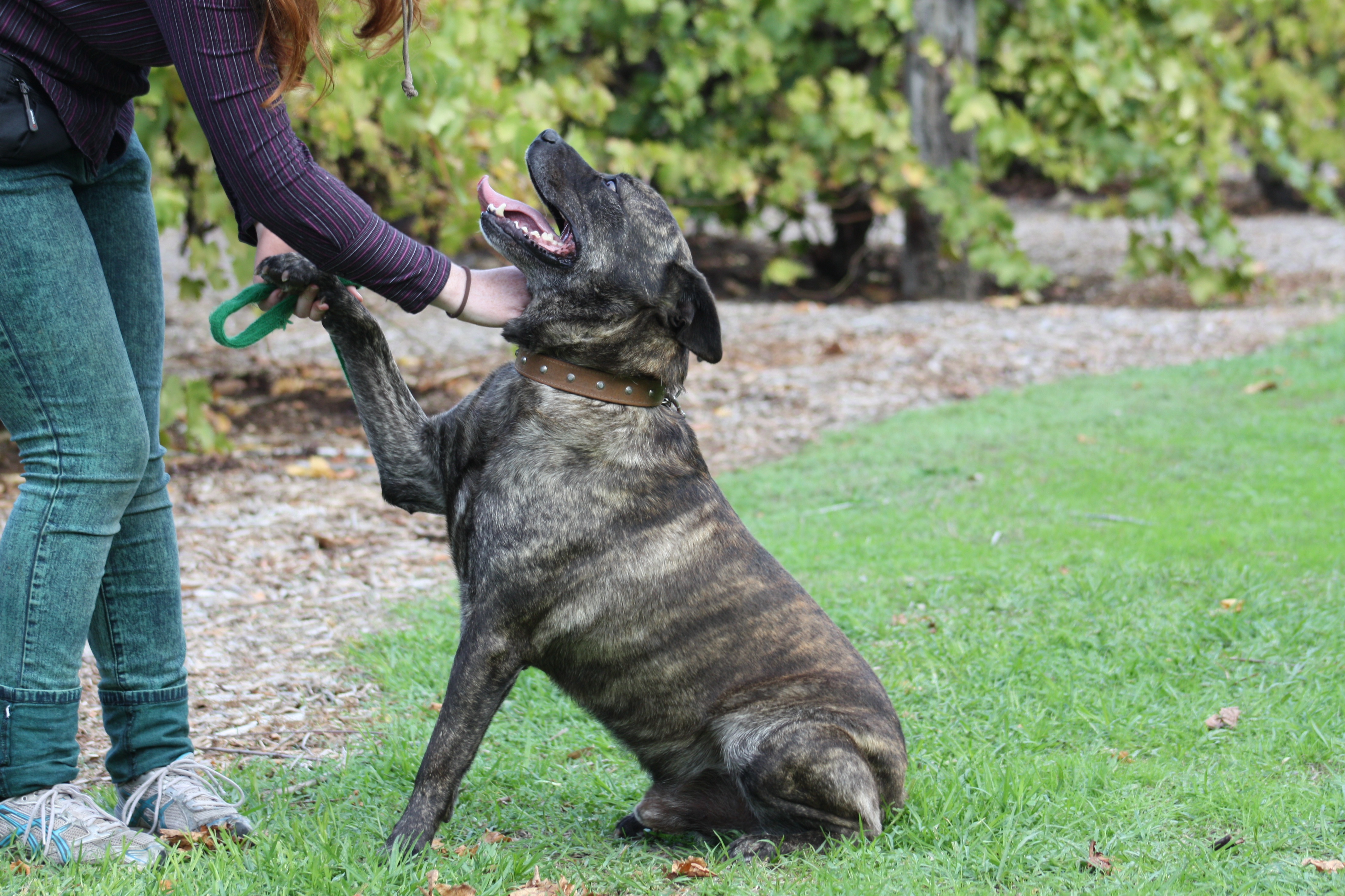 A large brindle kelpie x mastiff shaking hands.