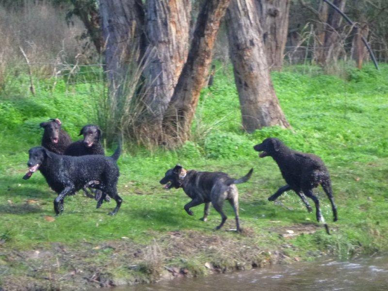 Four curly coated retrievers running with a large brindle crossbreed.