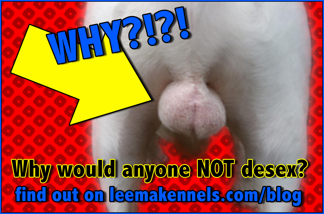 When should you desex a store male dog