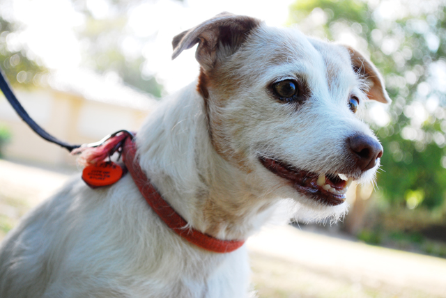 Elderly jack russell terrier.