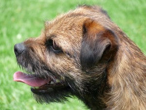 This is Chip (Au & NZ Ch Dalshoj Chippendale ME TD). He does not have CECS but he is a border terrier.