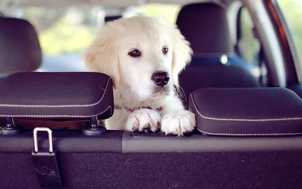 Golden retriever puppy in back seat of car.