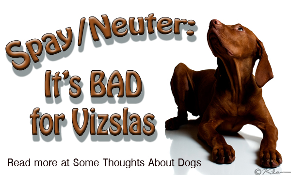 Spay/Neuter is bad for Vizslas