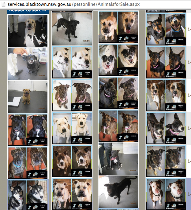 I looked at the first page of dogs available for adoption at Blacktown Pound (NSW). You can see that most dogs are working or bull breed type, and most are medium to large in size. Not a great deal of variety.