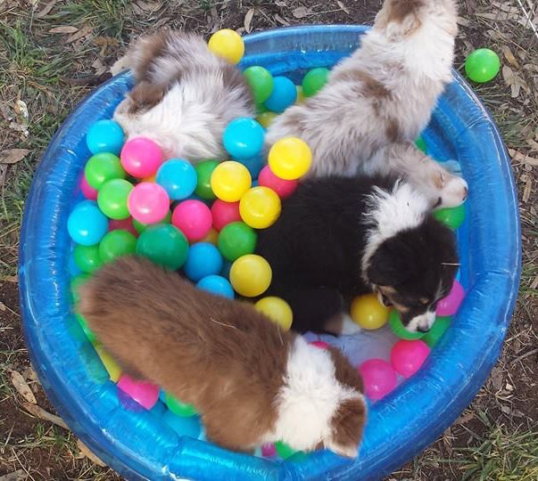 Australian Shepherd puppies playing in a ball pit.