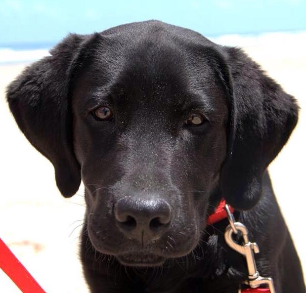 Young Black Labrador