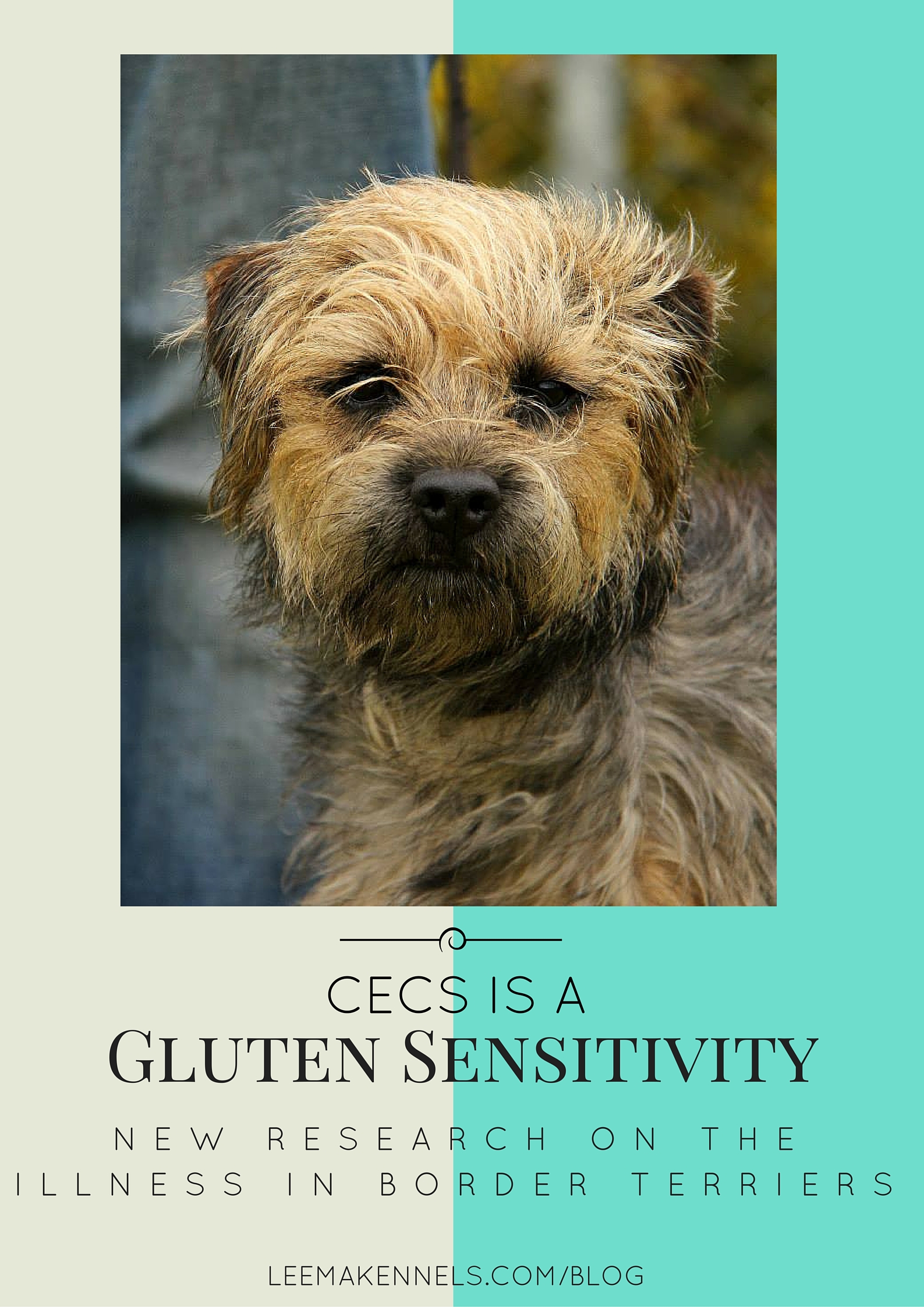 Gluten sensitivity in outlet dogs