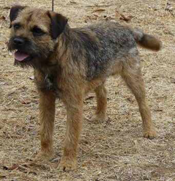 Chip, a border terrier that does not have CECS