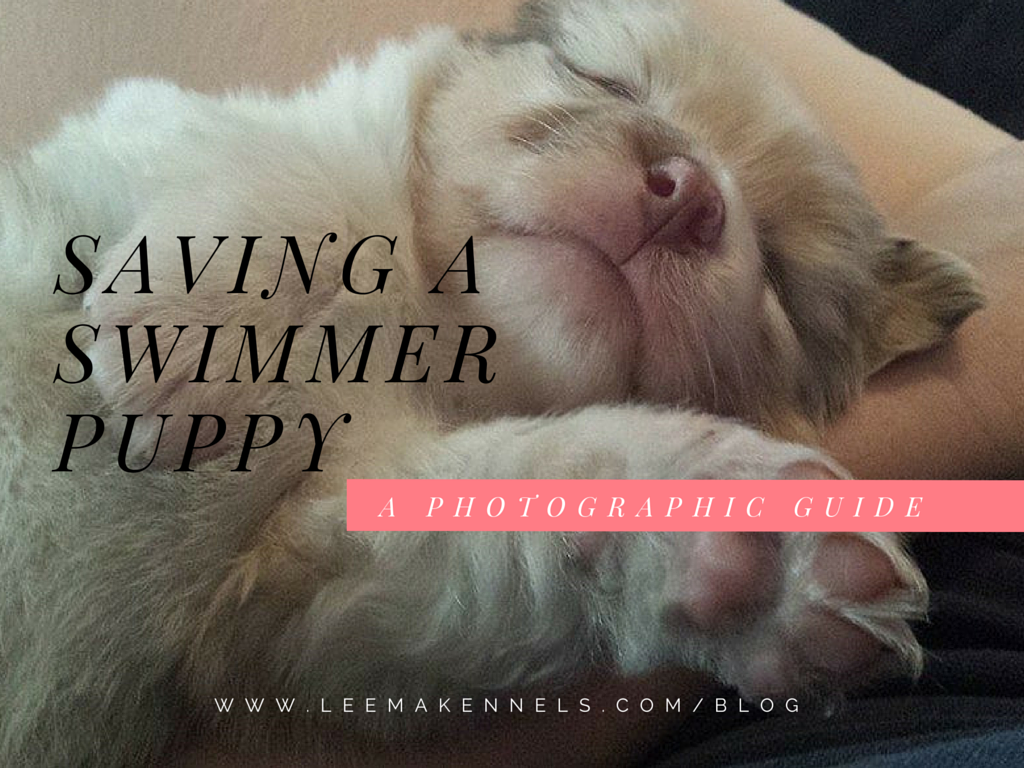 Saving a swimmer puppy