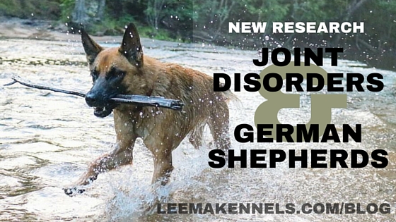 New Research on Joint Disorders in German Shepherds