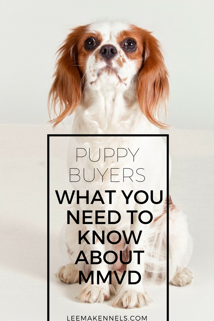 Puppy Buyers What You Need To Know about MMVD in Cavalier King Charles Spaniels