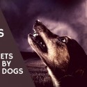 dog bites who gets bitten by which dogs