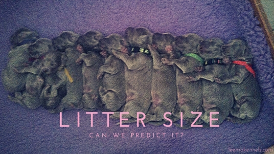 Litter Size - Can we predict it?