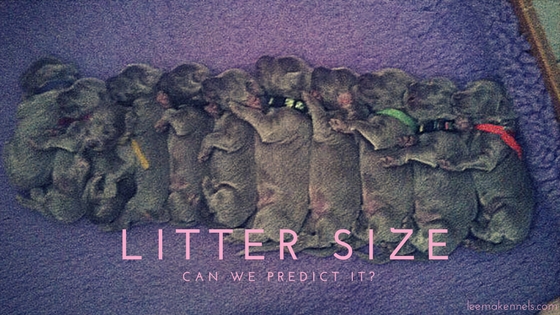 which dog determines size of litter