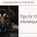 Dark image of a crossbreed dog with downcast ears behind bars, with its nose extended in front of the bars. Image has 'leemakennels.com/blog' along the top and 'Tips for Pounds rehoming pets' on the side.