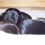 03-Puppies_3_days_old