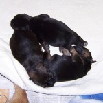 03-Puppies_3_days_old_