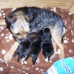 04-Puppies_5_days_old