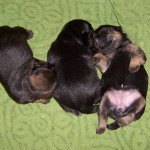 07-Puppies_9_days_old.JPG