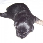 08-Leema_Rye_O_Clover_at_2_weeks_old