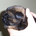 08-Leema_Soft_Rush_O_Clover_at_2_weeks_old_