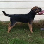 Young blue and tan border terrier puppy in show stack.