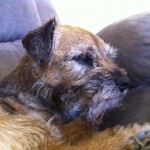 10 year old border terrier dog headshot, sitting on a couch.