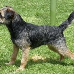 Blue and tan border terrier bitch, in show stack.