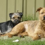 Two terrier bitches laying in the sun.