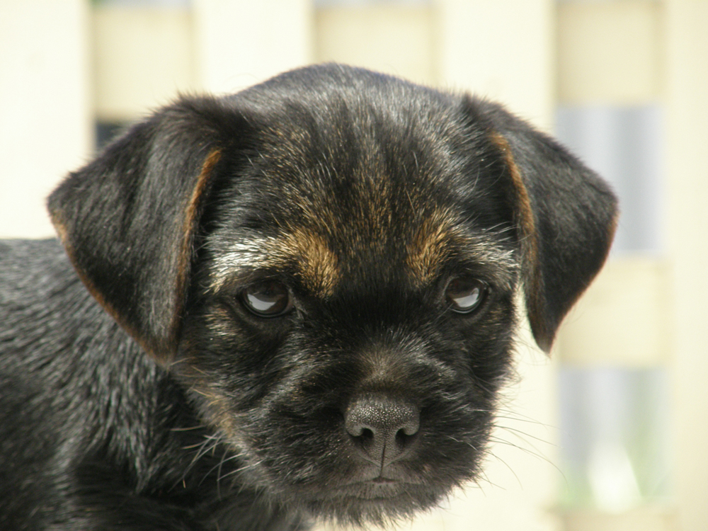 border terrier puppies for sale