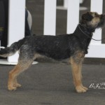 Blue border terrier bitch, in a show ring.