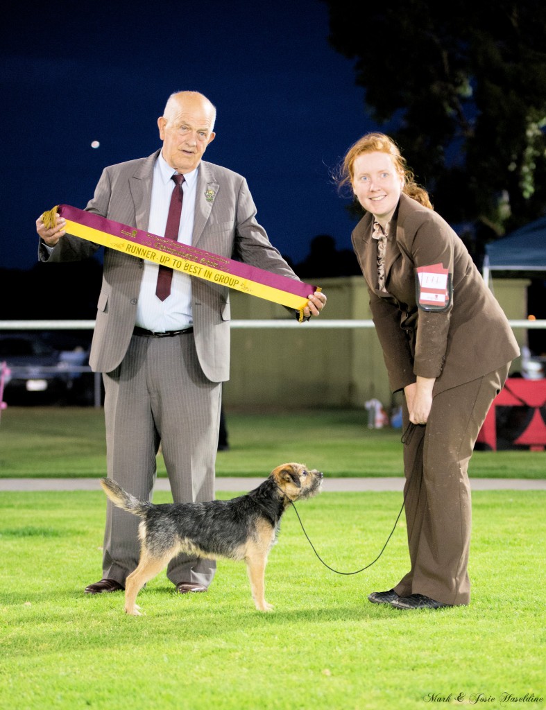 Jarrah (10 months old) winning his second RuIG in a row on the 1st January 2016 under Mr Myron Arthur.