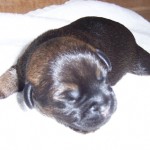 05-Leema_Soft_Rush_O_Clover_at_1_week_