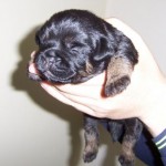 08-Leema_Rye_O_Clover_at_2_weeks_old_