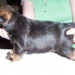 09-Leema_Soft_Rush_O_Clover_at_3_weeks_