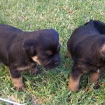 12-Leema_Sprig_O_Clover_and_Leema_Soft_Rush_O_Clover_at_4_weeks